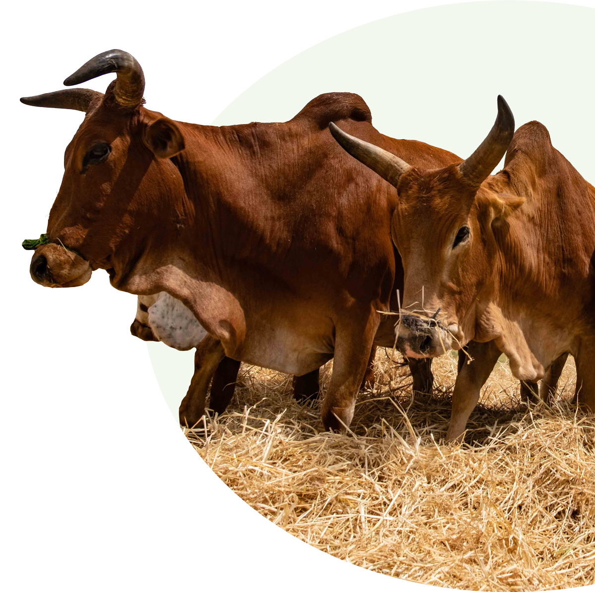 Brown cows on hay