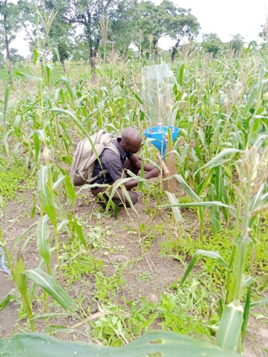 Men using a tool to collect Arthropods in the middle of a field of leafy plants.