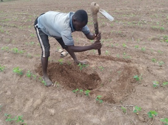 Men digging up soil on a field.