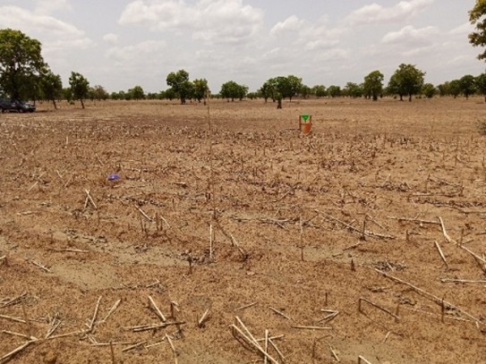 Field with a tool in the brackground