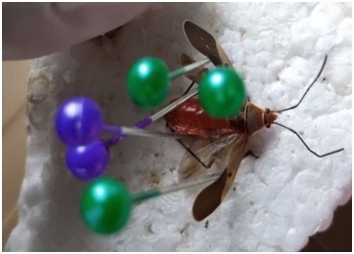 Arthropods pinned down with several needles