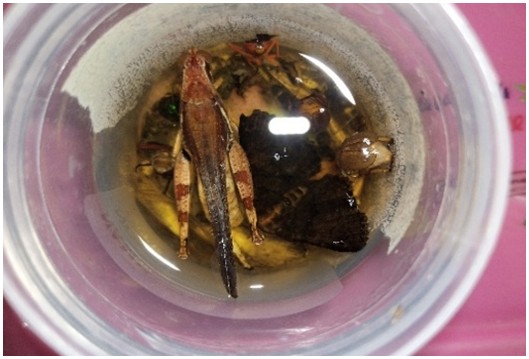 Arthropods in a jar