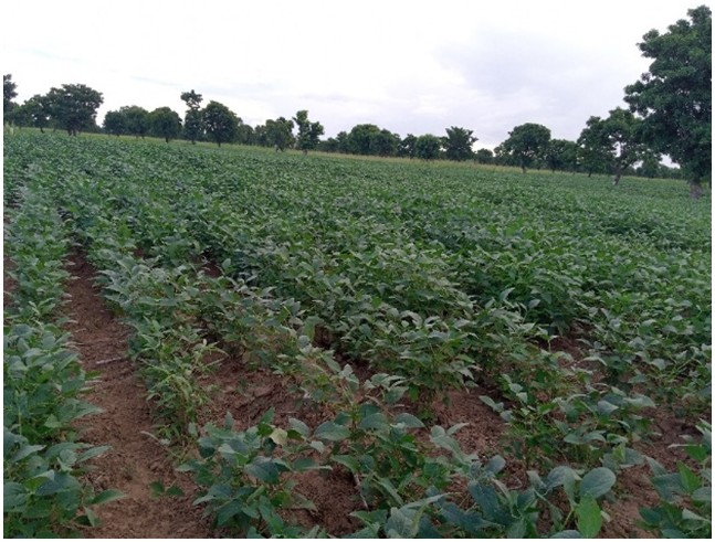 Field with green leafy plants