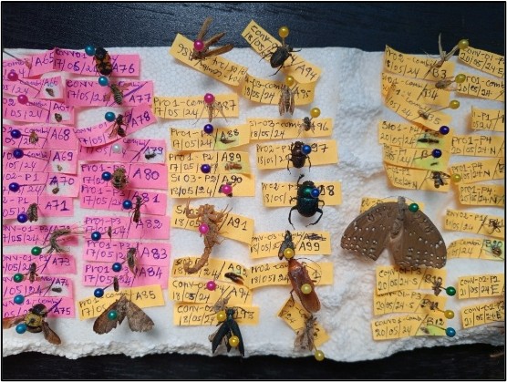 Insects (Arthropods) pinned on a board with colourful tags with descriptives